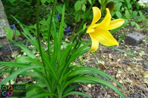 Hemerocallis lilioasphodelus (2)8